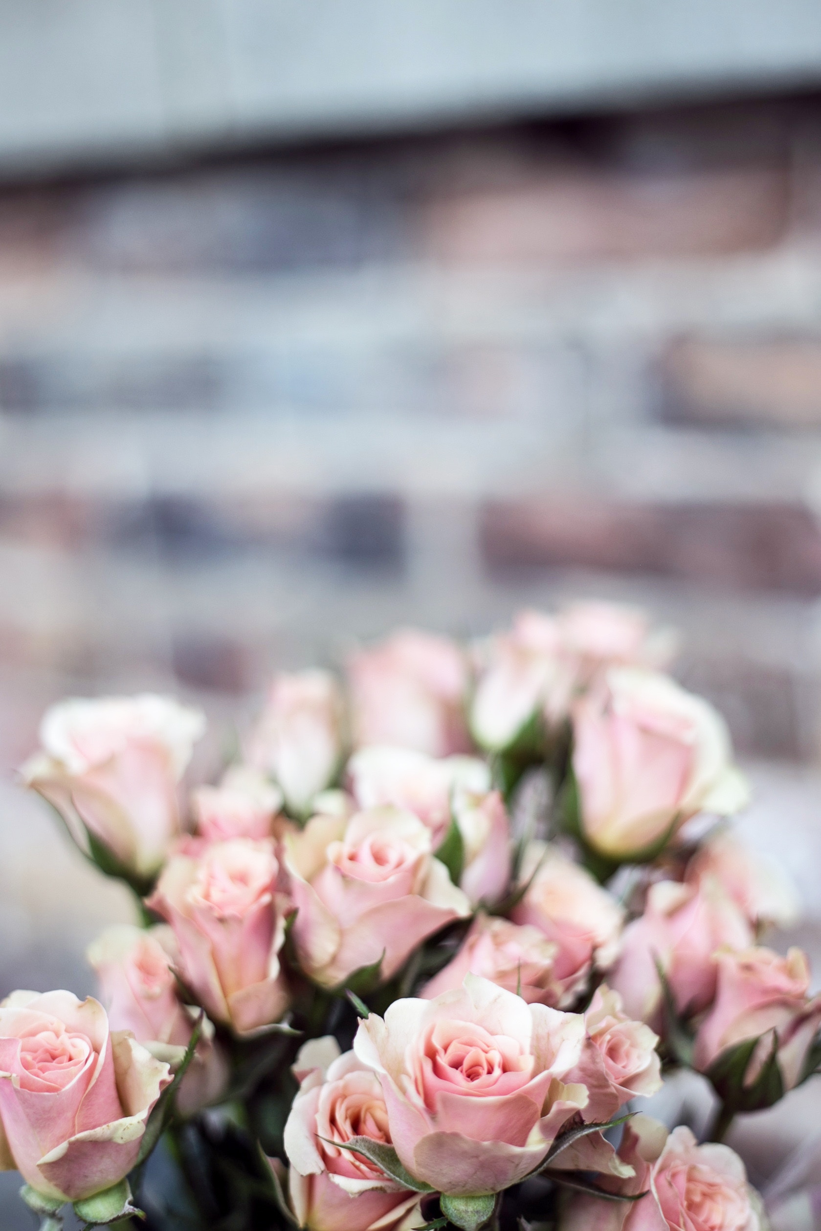 Banner image of Roses